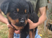 Pedigree Rottweiler puppies