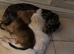 Long haired miniature Daschund puppies black and cream and shaded creams