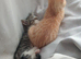 2 kittens