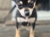 Chihuahua Puppies