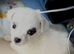 Jackrussel girls