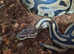 Female sugar leopard het clown