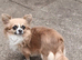 Long coat chihuahua female