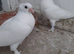 Fancy pigeons for sale