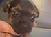 Female border terrier pup