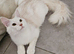 Maine Coon Tica registered