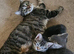 Cats for sale