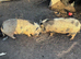 Micro pigs sows
