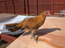 Old English game ginger red