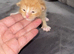 2 week old kittens looking for their home!!!