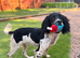 Springer spaniel dog 8 months old