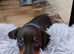 Beautiful home-reared Miniature Dachshund Puppies