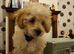 Beautiful toy poodle cross
