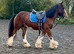 Stunning Clyde x cob gelding 4 yrs old