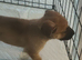 German shepherd cross mastiff. Cross husky cross staff