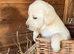 Pure yellow adorable Labradors. Ready now.