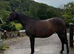 16hh sports horse