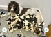 Springer spaniel puppy