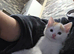 Kitten looking for new home