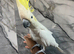 Stunning Friendly Super Affectionate Cuddly Super Tame Lesser Sulphur Crested Cockatoo Parrot,13