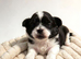 One handosme boy shih tzu
