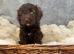 Beautiful F1 Cavapoo Puppies