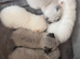 Colourpoint Exotic Kittens for sale