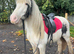 BATMAN - 13HH PIEBALD COB GELDING