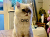 Beautiful white/grey female Persian kitten 4 month old