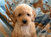 Beautiful litter of F2 Cockapoos