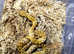 Madagascan Cat Eyed Snake (Gold Phase) at Birmingham Reptiles