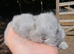 Baby Maten Smoke Netherland Dwarf