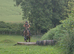 16hh Super sweet bay gelding competent novice
