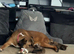 Beautiful cane corso x mastiff x border collie puppies