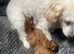 Toy poodle female