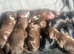 KC Registered Working cocker spaniel pups