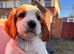Ready to leave on the 24 th stunning pups