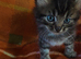 3 kittens looking for there homes