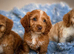 Beautiful F1 cockapoo puppies