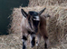 Adorable Pygmy goat babies, nannys and wethers