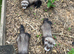 Baby ferrets ready soon