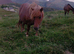 For sale miki Shetland
