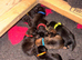 Litter of 9 Lakeland boarder cross parson Russell