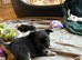 Gorgeous long haired chihuahua pups