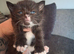 3 kittens