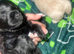 Puppies currently ready to leave mum in 2 weeks