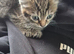 4 x kittens