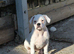Dorset olde tyme bulldog