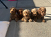 Beautiful f1b Cavapoos puppies