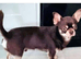 Gorgeous Chocolate Chiweenie Female - Ready Now